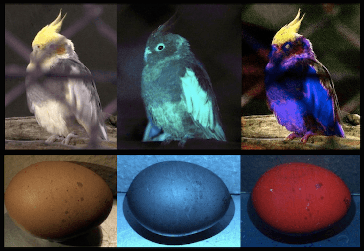 Bird and egg under human vision, UV vision, and simulated bird vision
